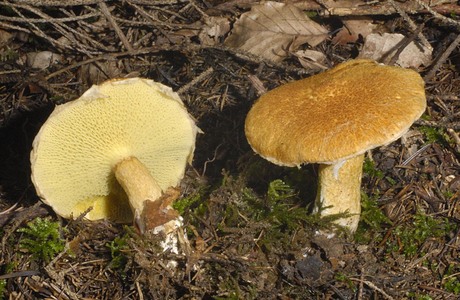 Hohlfußröhrling (Boletinus cavipes) - © Heinz Prelicz Hohlfußröhrling (Boletinus cavipes) - © Heinz Prelicz